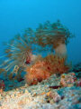   Antennarius striatus Striped frog fish  